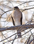 Coopers Hawk
